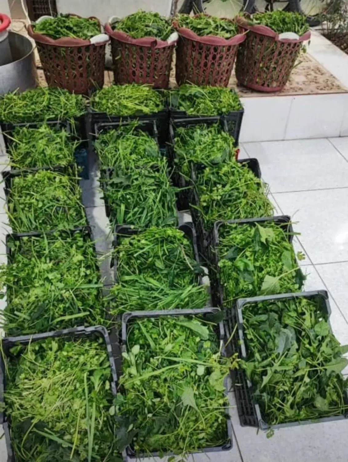 سبزی خورشتی چین اول ارسال ازرامهرمز|خوردنی و آشامیدنی|شاهینشهر, پاسداران|دیوار