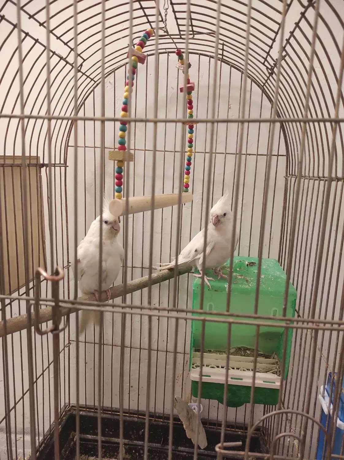 جوجه عروس هلندی آلبینو سفید و لوتینو|پرنده|شیراز, تندگویان|دیوار