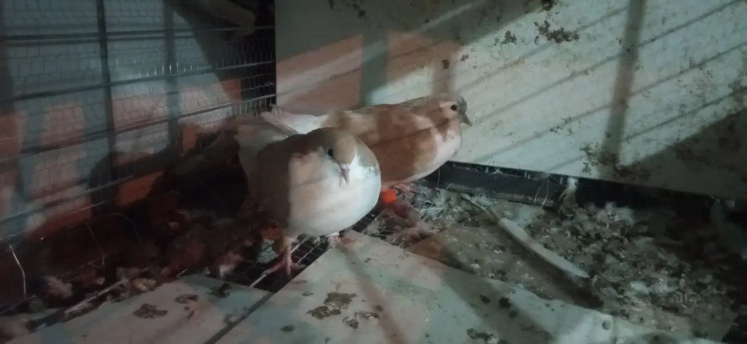 کفتر|پرنده|بیرجند, |دیوار