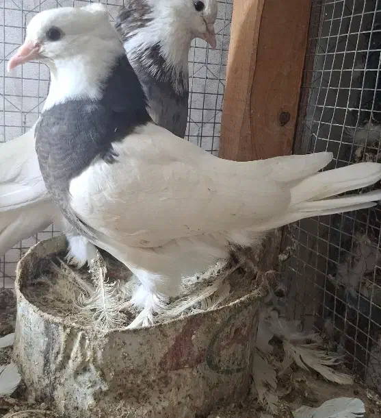 جوجه طوقی نقش|پرنده|کاشان, کارگر|دیوار