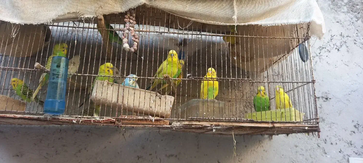 مرغ عشق|پرنده|بندرعباس, |دیوار