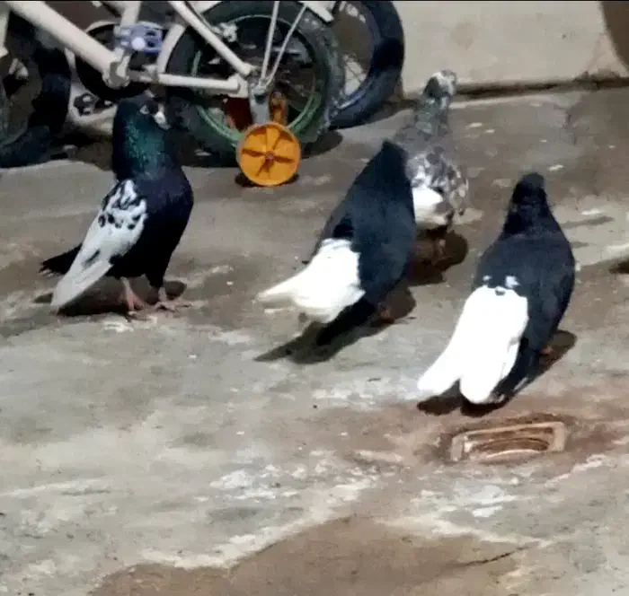 رنگی|پرنده|بندر دیر, |دیوار