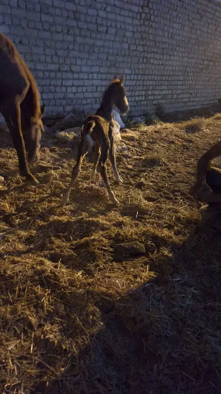 کره مادیان|اسب و تجهیزات اسبسواری|قم, پردیسان|دیوار