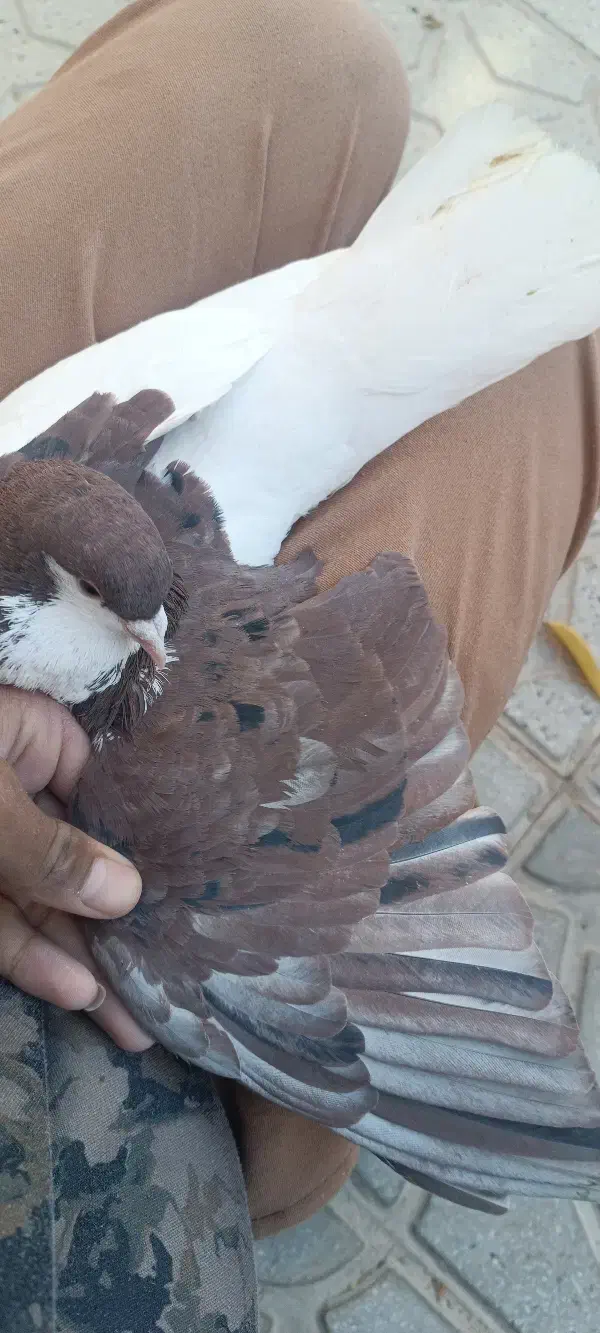 کبوتر چپ|پرنده|درمیان, |دیوار