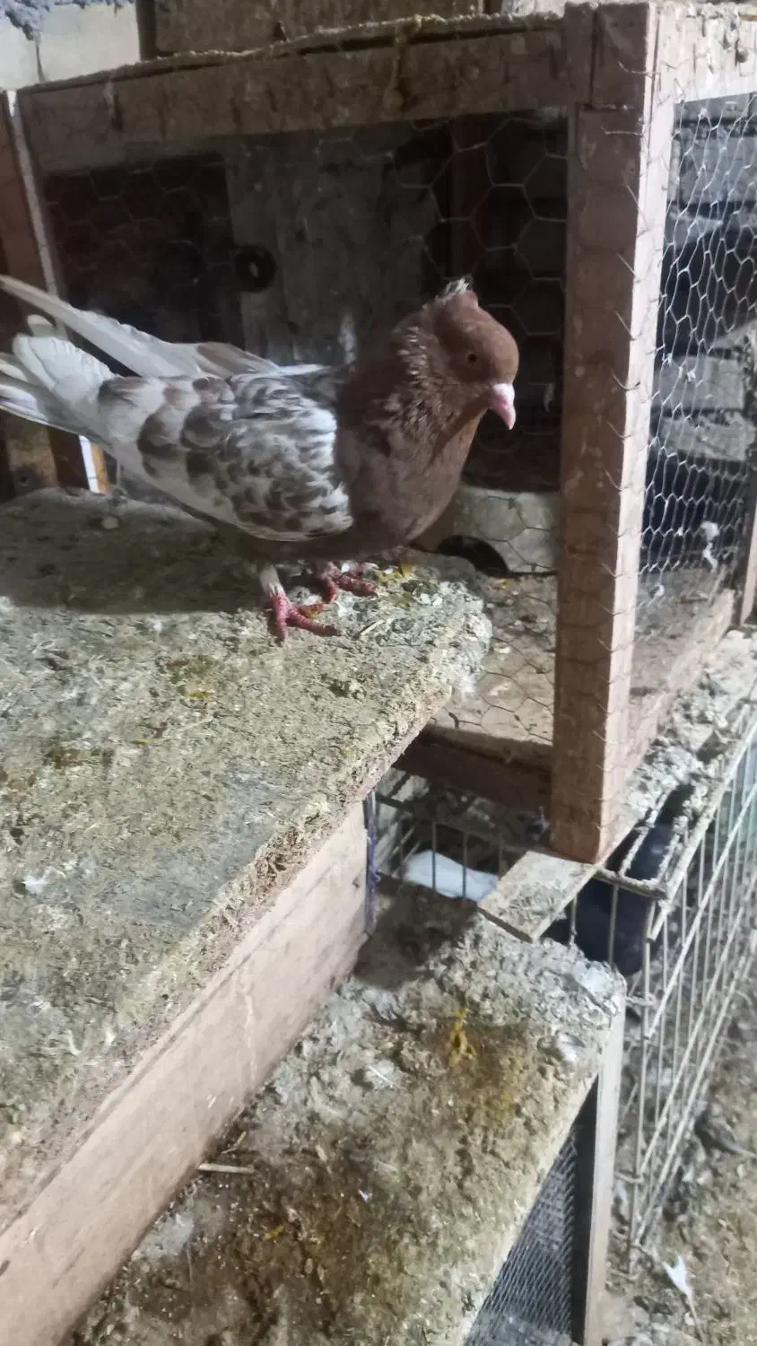 کله اهوازی سرخ نرمست|پرنده|کارون, |دیوار