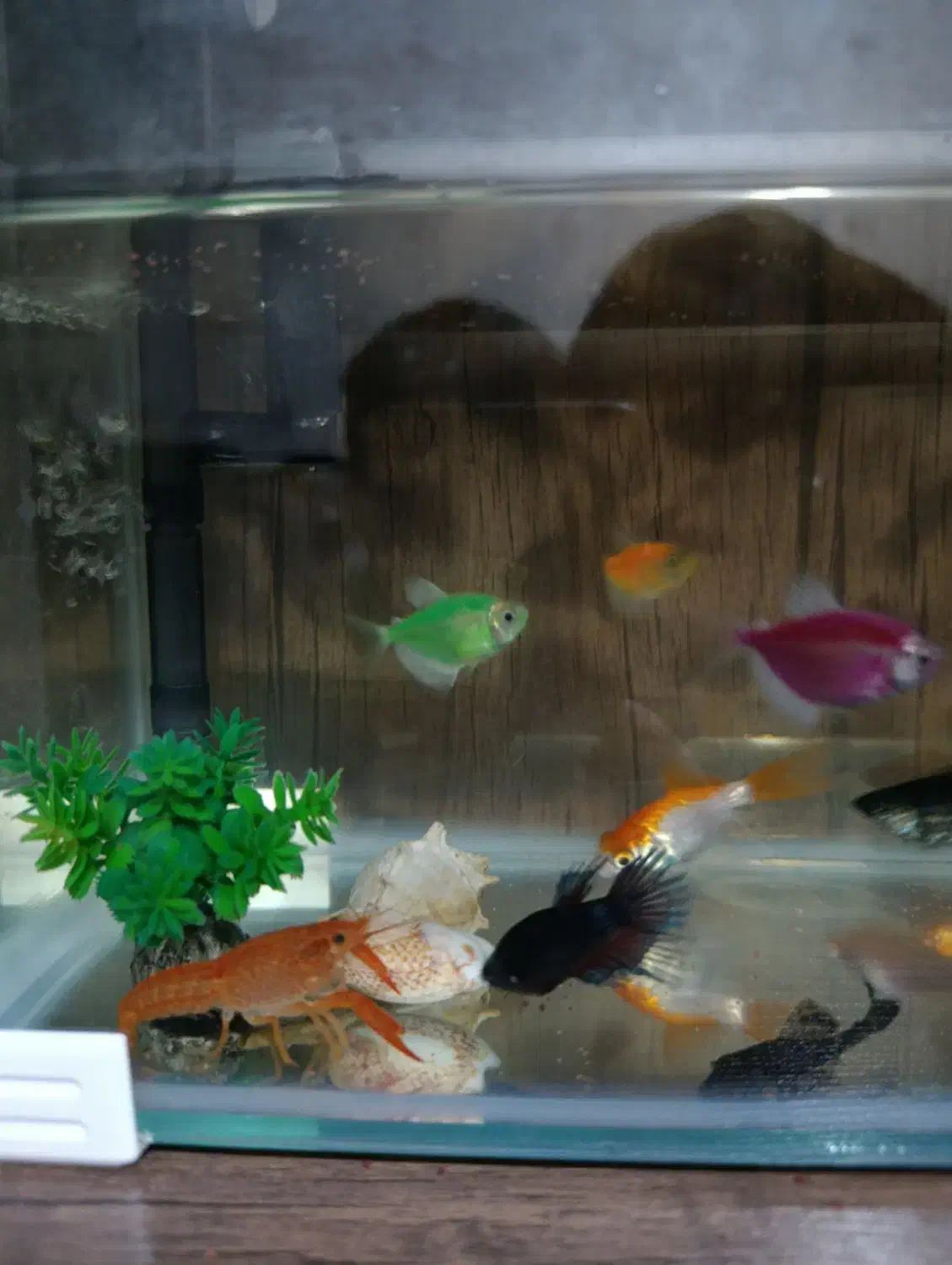 لابستر|ماهی|شیراز, کوشک میدان|دیوار