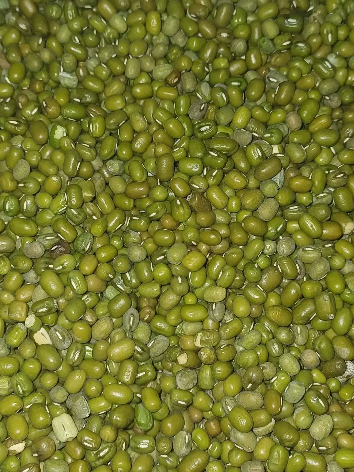 ماش تمیز و درشت بدون نپزو|خوردنی و آشامیدنی|دهدشت, |دیوار