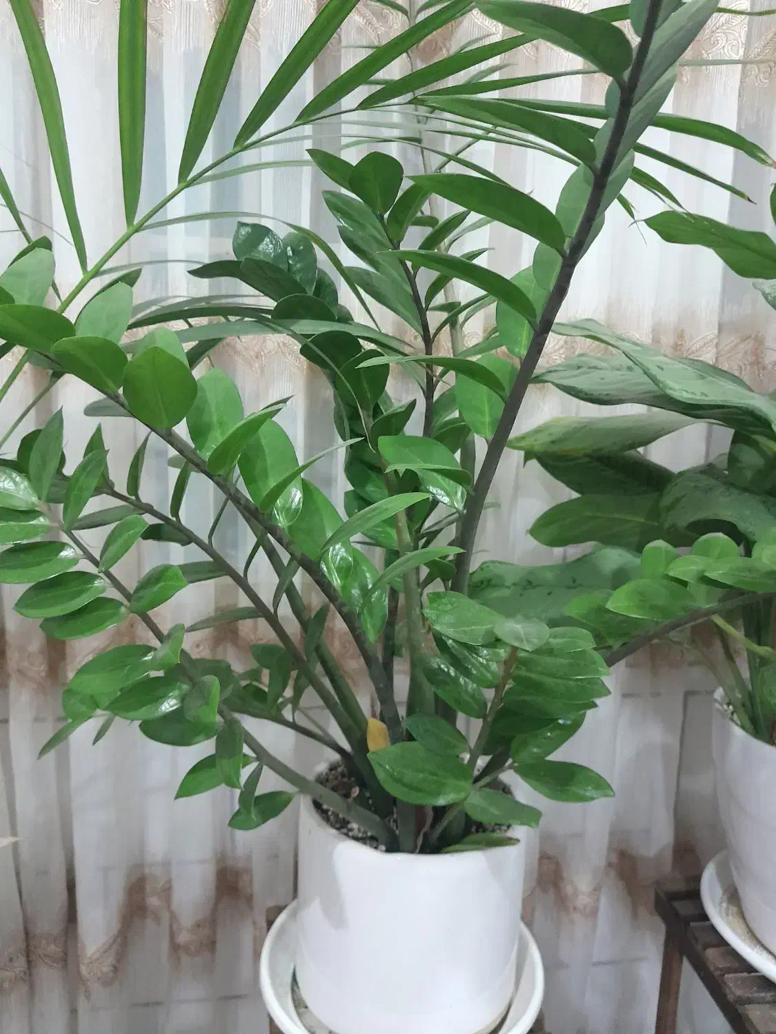 سه گلدان شاداب|گل و گیاه طبیعی|آران و بیدگل, |دیوار