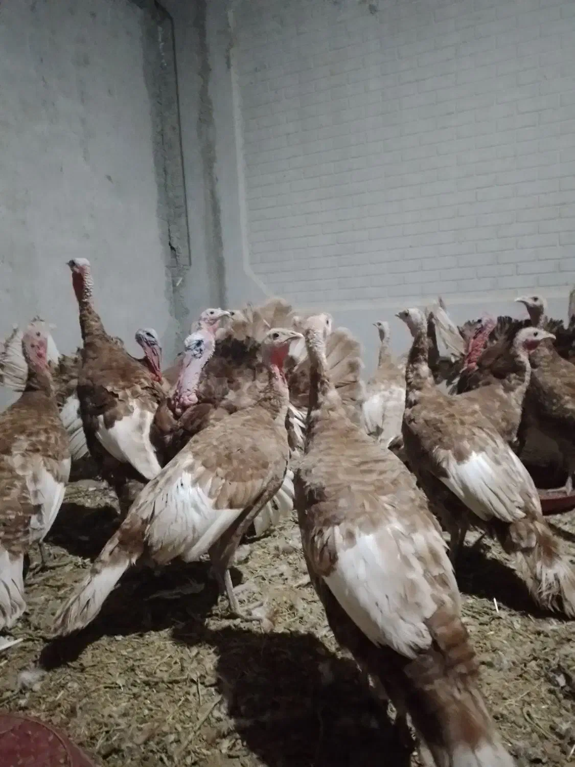 تخم بوغلمون نژاد بروبون|حیوانات مزرعه|کرمانشاه, |دیوار