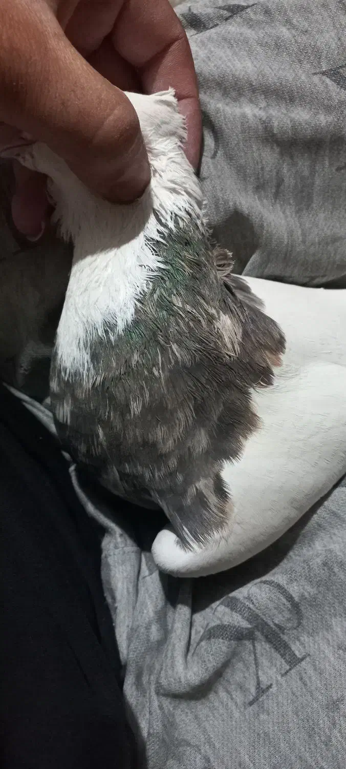 جفت طوق خفت|پرنده|ایلام, |دیوار