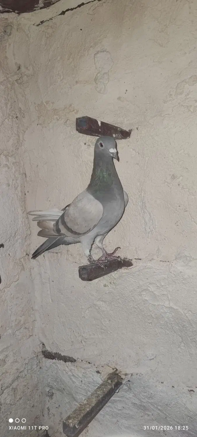 کفتر طوقی|پرنده|فسا, |دیوار