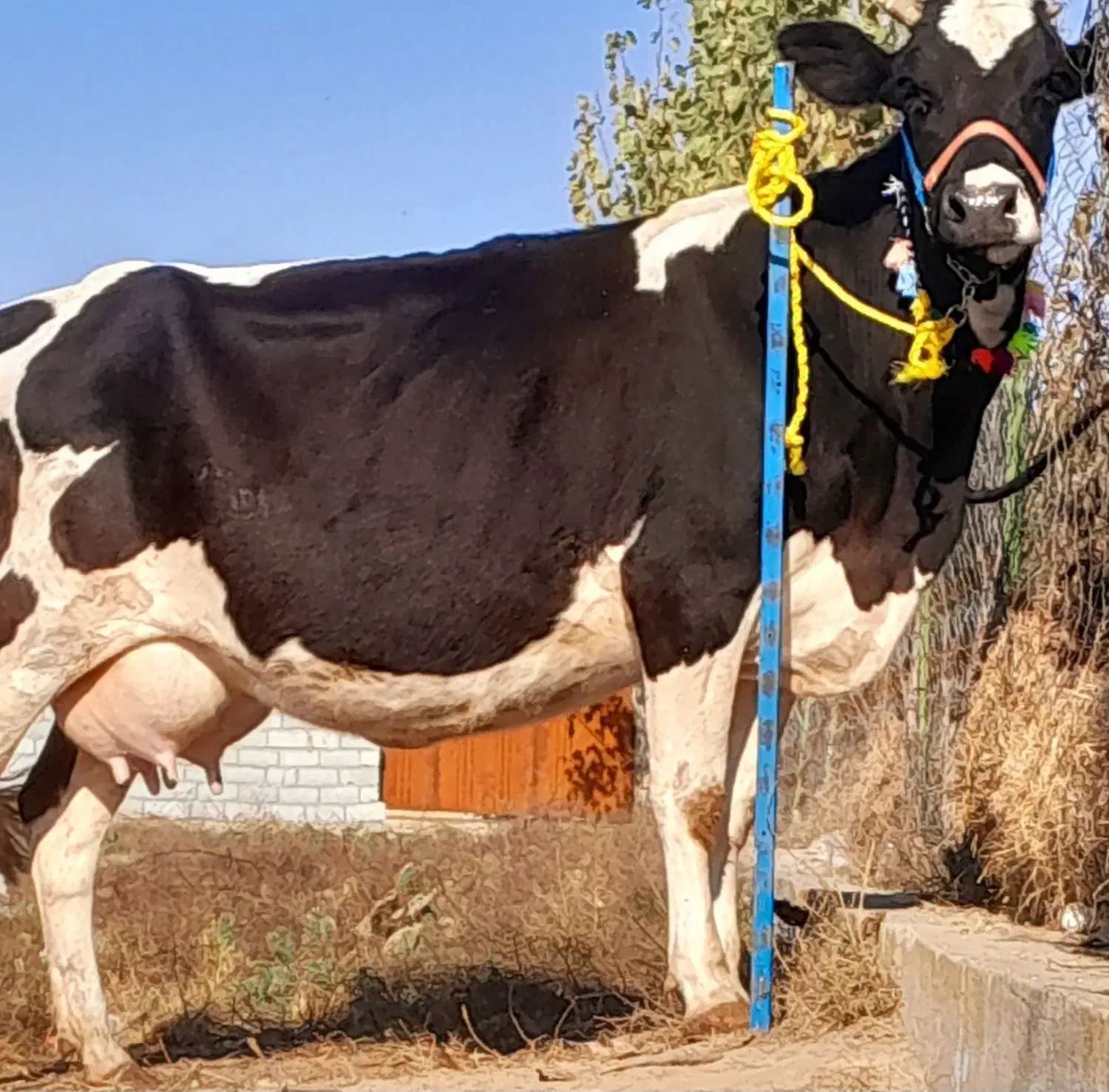 گاو شیری هلشتاین بدون گوساله|حیوانات مزرعه|بندر ترکمن, |دیوار