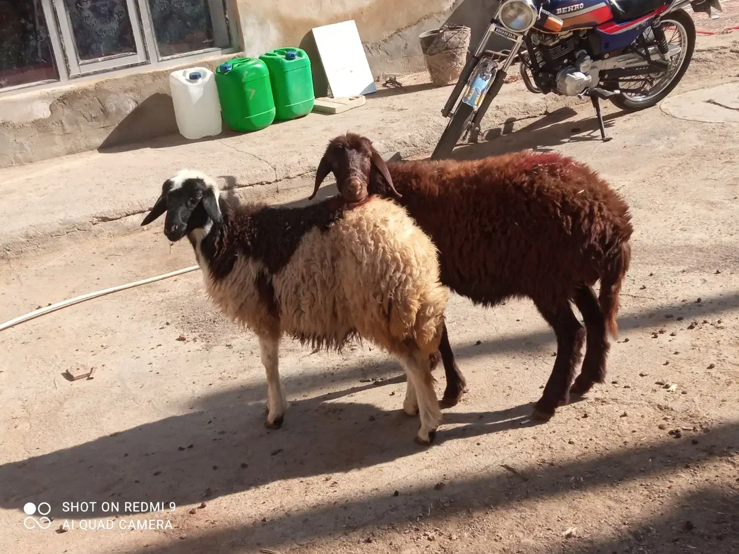 سه تاگوسفندجوان وابستن وبره ماده دامازلق قرمزلخت|حیوانات مزرعه|خواجه, |دیوار