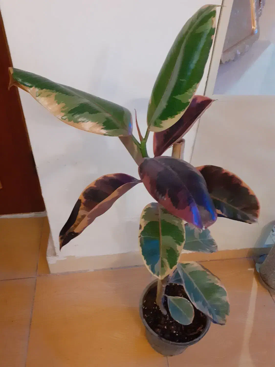 گل های آپارتمانی|گل و گیاه طبیعی|اردبیل, |دیوار