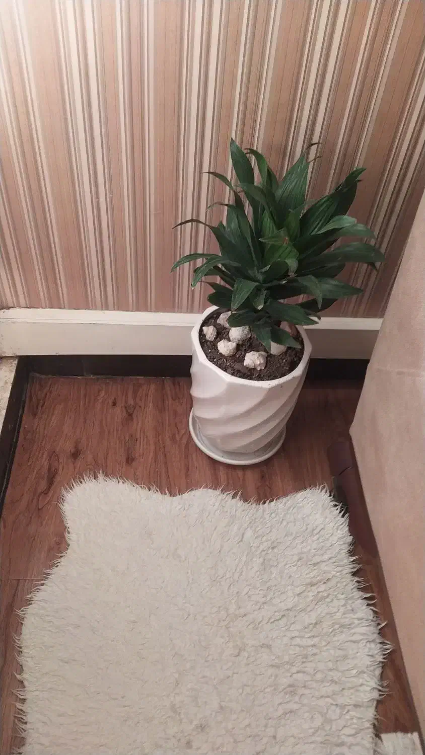 گل وگلدان|گل و گیاه طبیعی|مسجد سلیمان, |دیوار