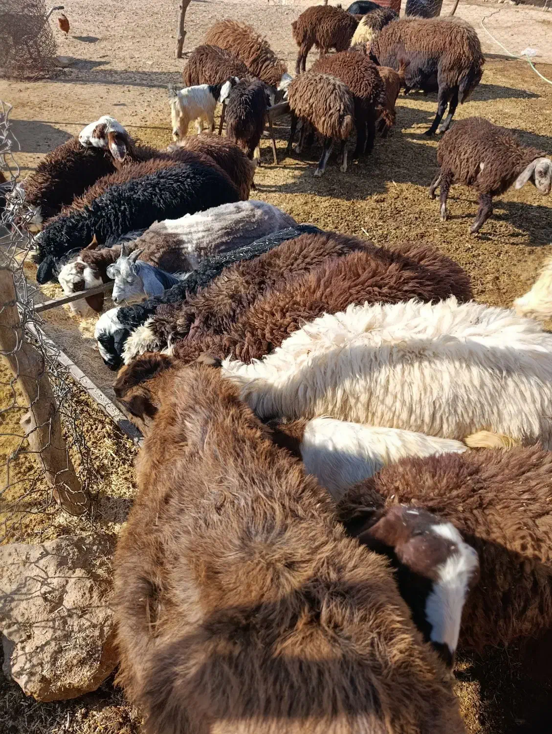 بره نر و بزغاله نر|حیوانات مزرعه|پاپی, |دیوار