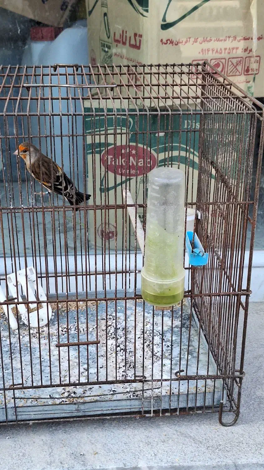 سهره قناری ماده|پرنده|اردبیل, |دیوار