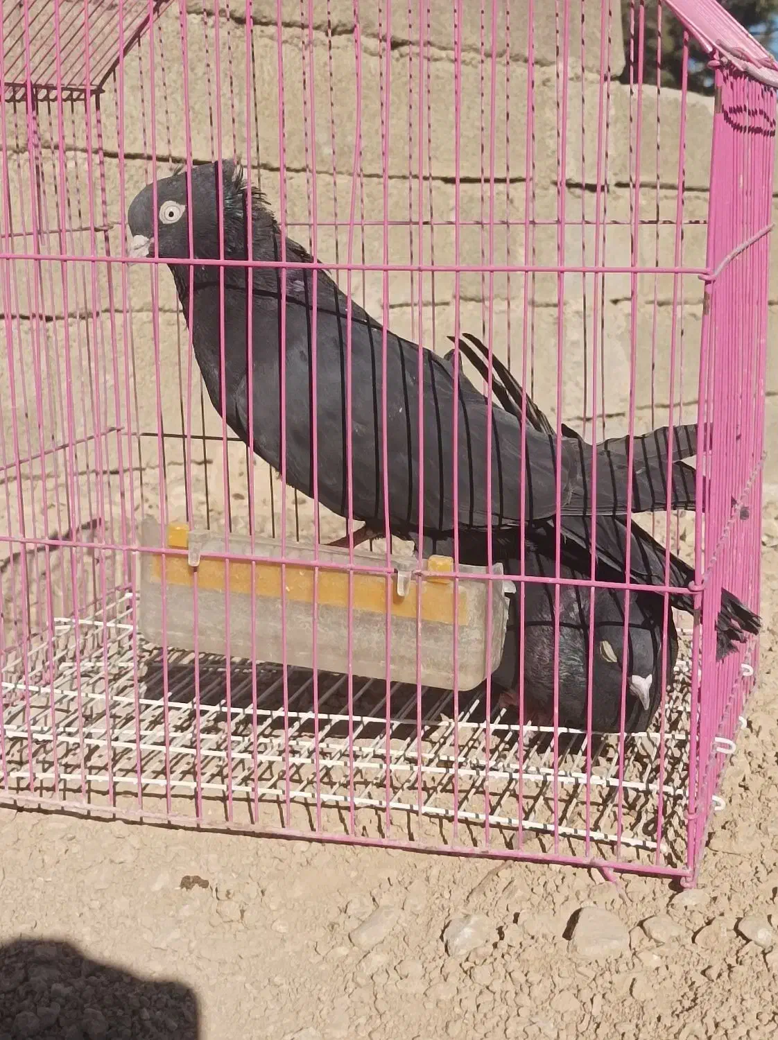 کبوتر|پرنده|ایذه, |دیوار