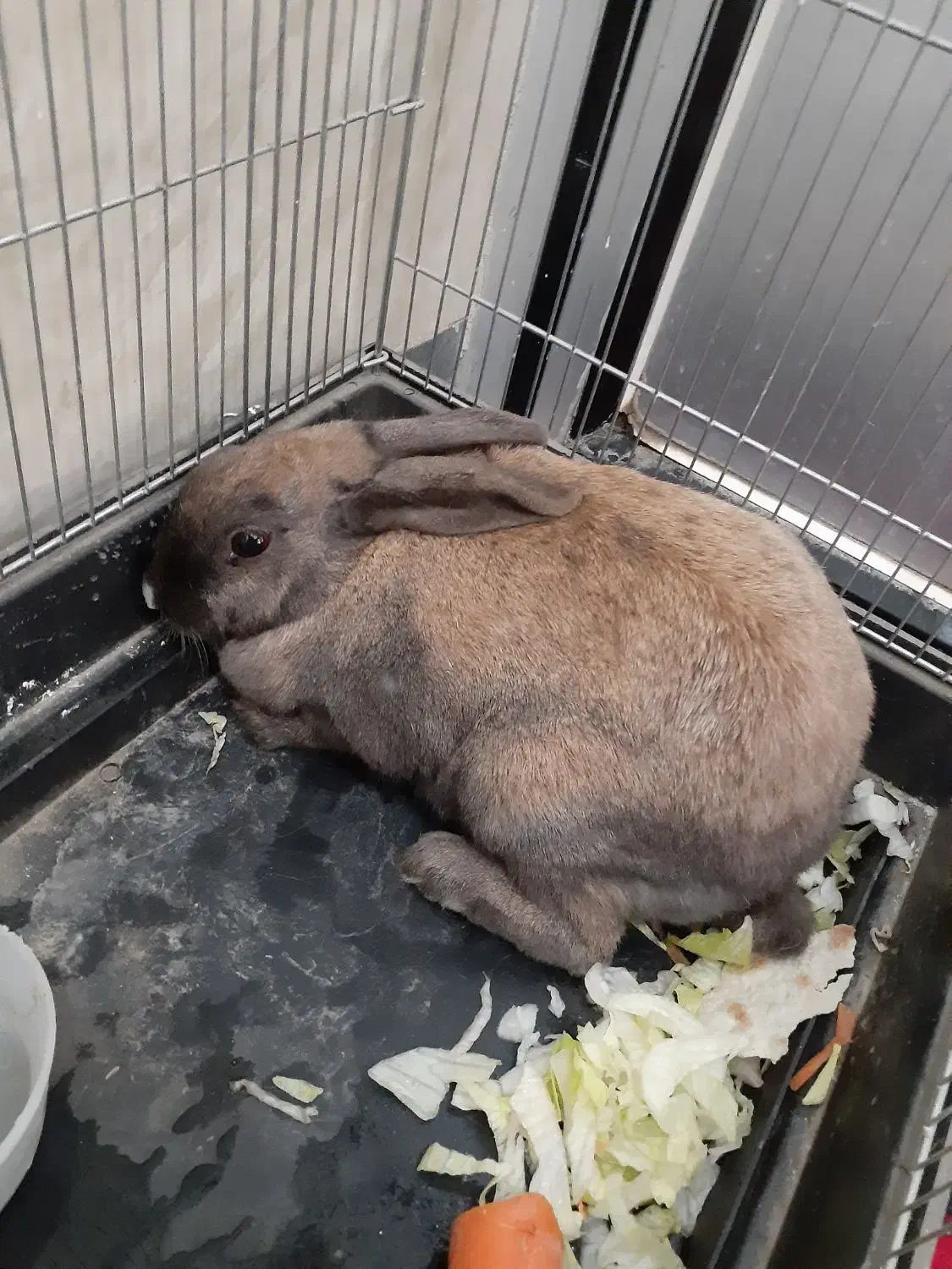 خرگوش معاوضه دارم|موش و خرگوش|همدان, |دیوار