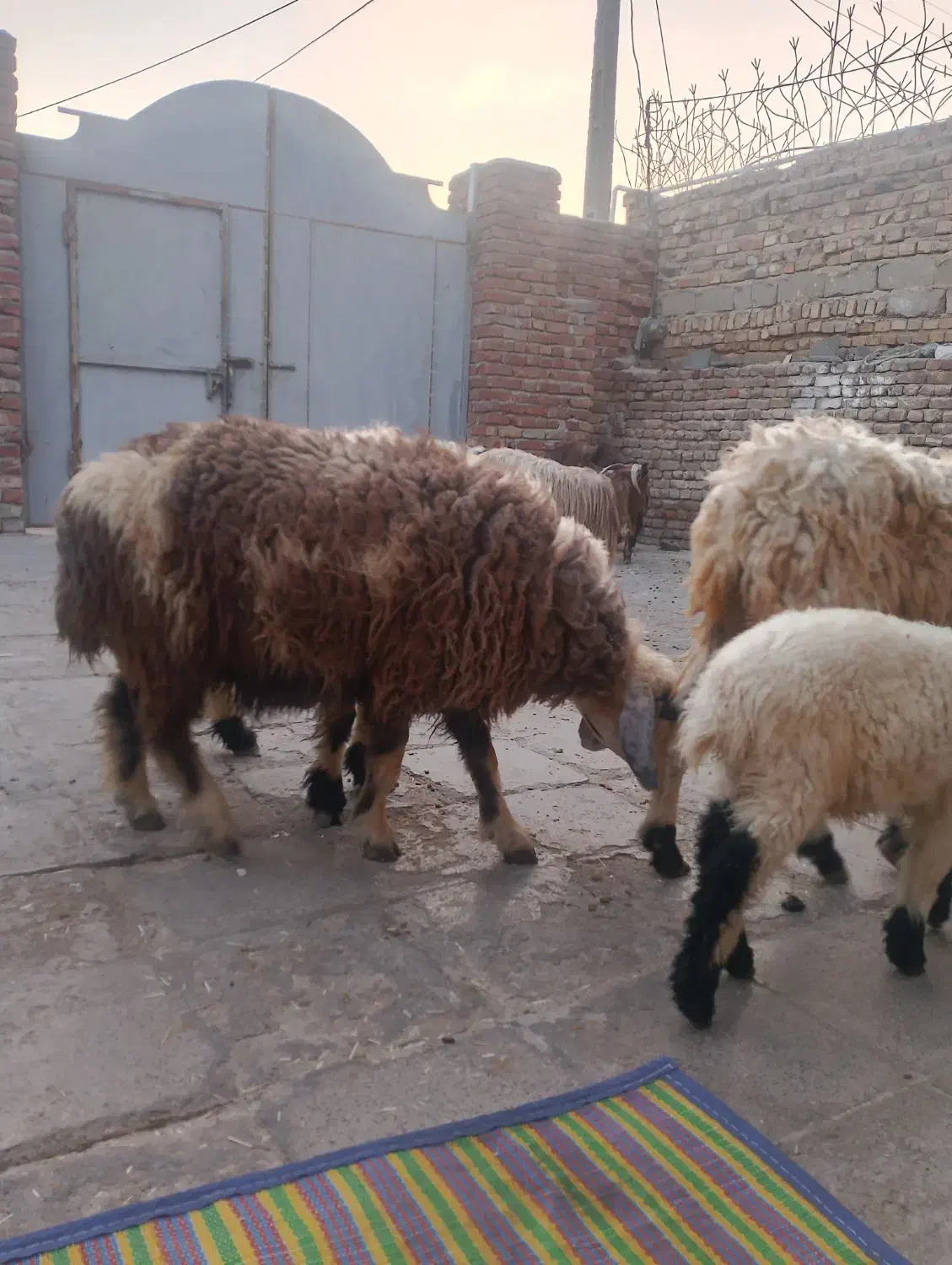 گوشتی|حیوانات مزرعه|خاش, |دیوار