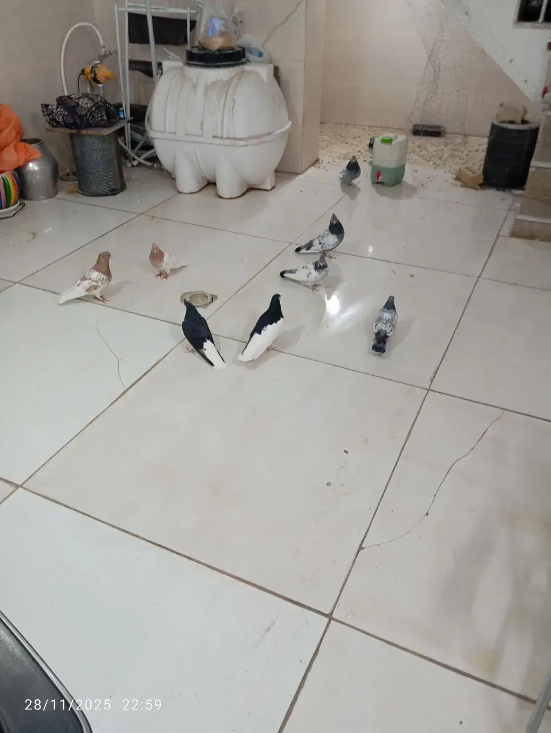 کفتر بهبونی وشهری|پرنده|شیراز, کیان آباد|دیوار