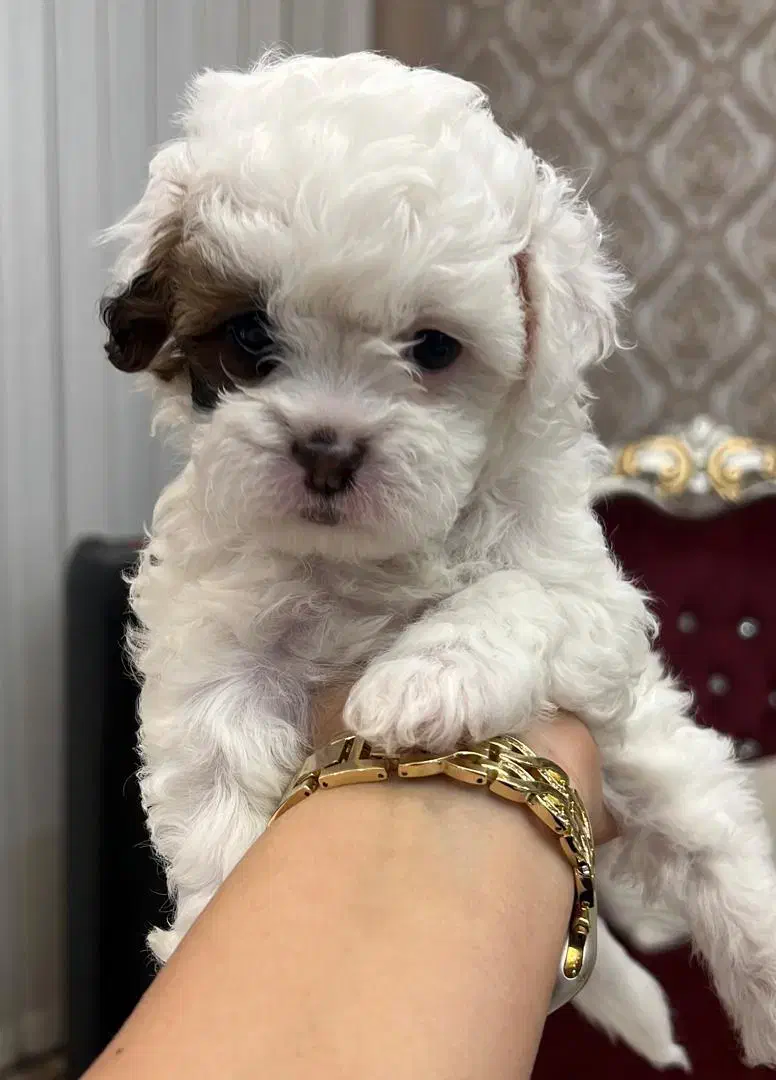 شیتزواصل صورت فلت نروماده|سگ|اردبیل, |دیوار