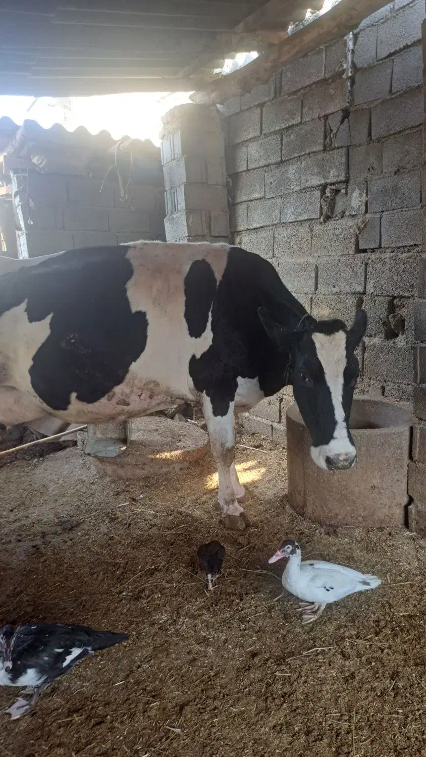 گاو هولشتاین صنعتی|حیوانات مزرعه|رامیان, |دیوار