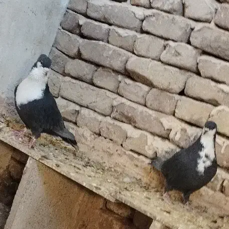 کرواتی کاکلی تمیز|پرنده|تربت‌حیدریه, قائم|دیوار