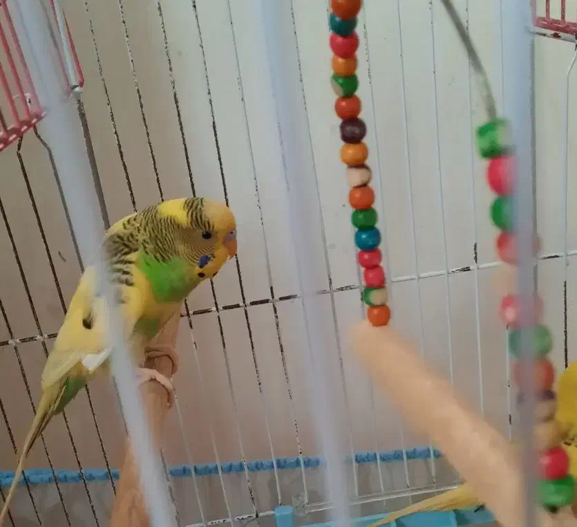 مرغ عشق رام و زیبا|پرنده|رشت, گلزاران|دیوار