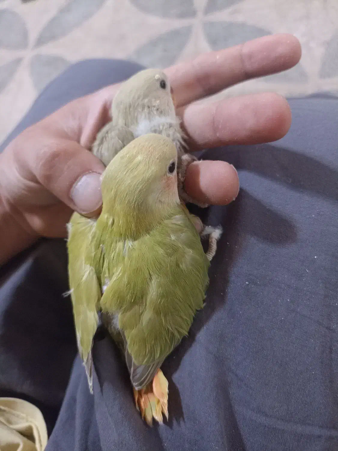 جوجه کوتوله برزیلی نرمه خور دستی|پرنده|شیراز, شهرک فرهنگیان|دیوار