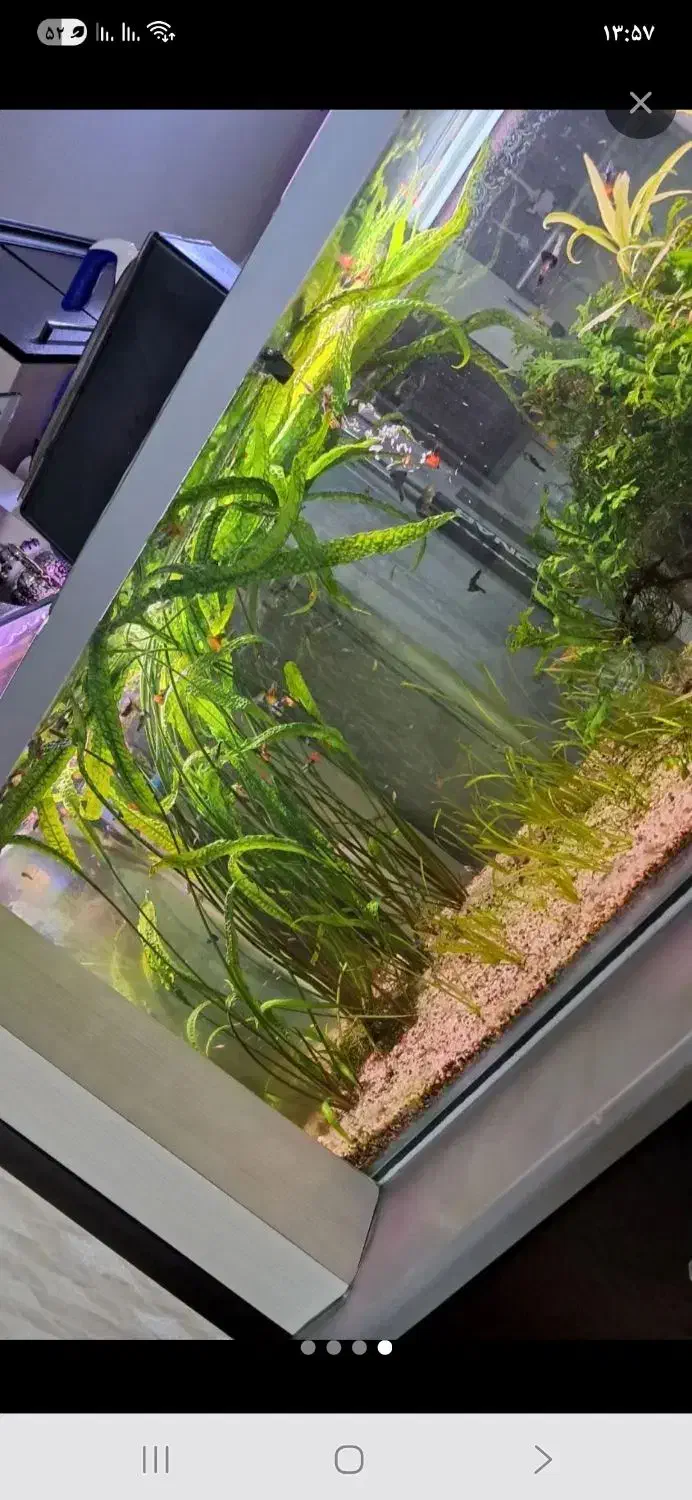 گیاه کریپتون|ماهی|ارومیه, |دیوار