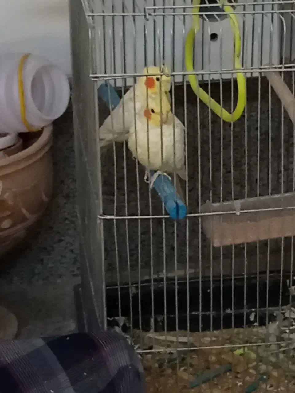 یک جفت عروس هلندی لوتینو|پرنده|اردکان, |دیوار