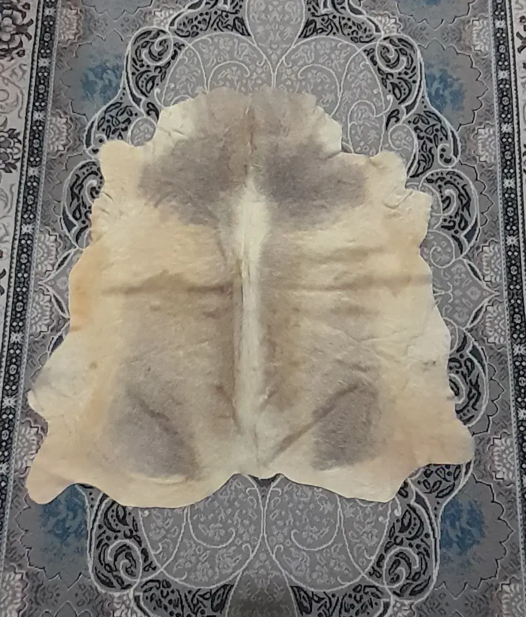 پوست دباغی شده گوساله خوش رنگ  صحنه|صنایع دستی و سایر لوازم تزئینی|صحنه, |دیوار