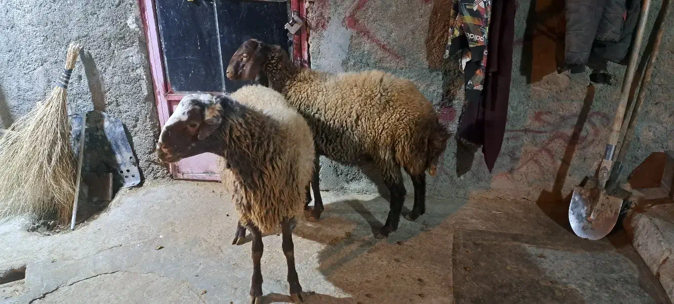 بره نر|حیوانات مزرعه|ازنا, |دیوار