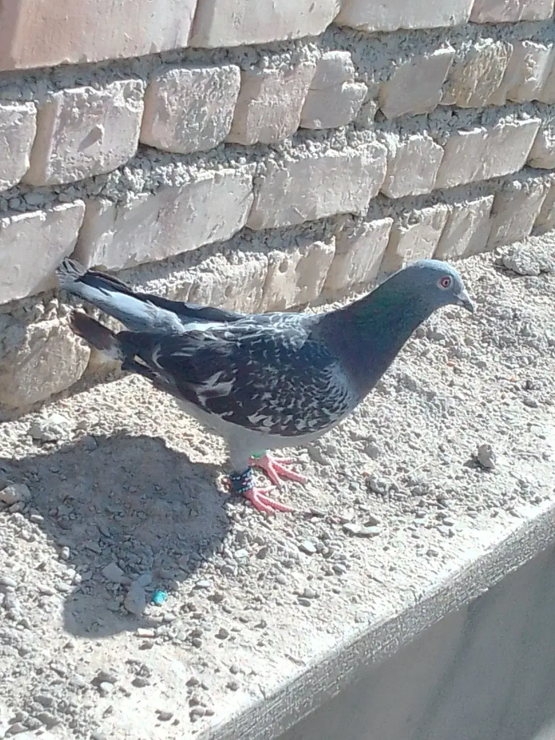 کبوتر سنگی|پرنده|سراوان, |دیوار