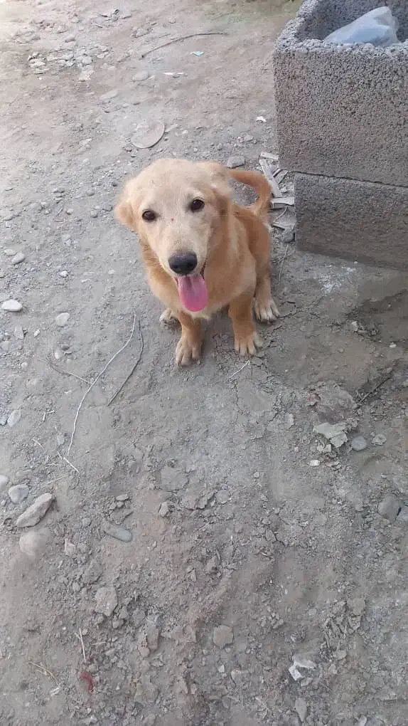 سگ اشپیز پاکوتاه|سگ|میناب, |دیوار