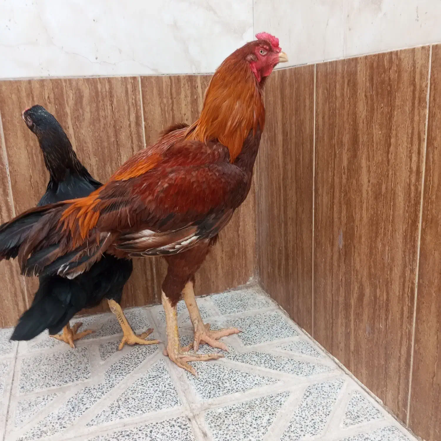 خروس|حیوانات مزرعه|تربت‌حیدریه, رباط سفلی|دیوار