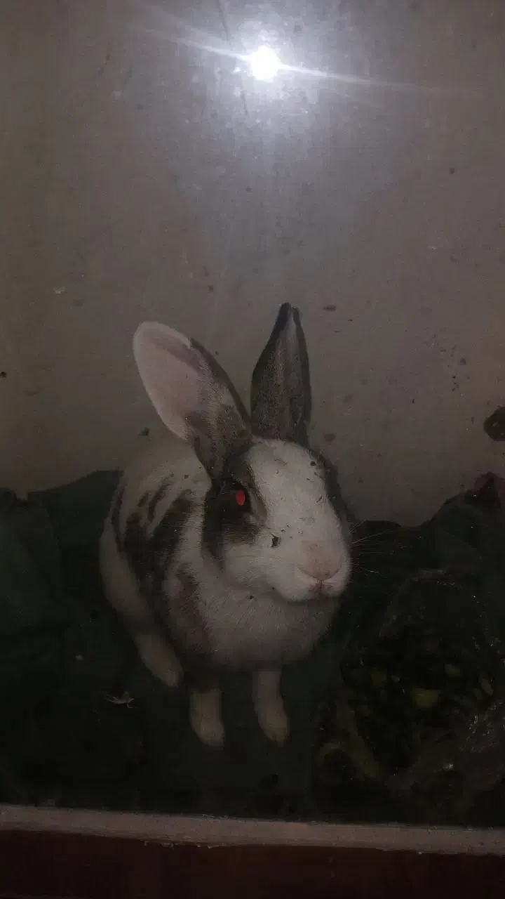 خرگوش|موش و خرگوش|رشت, آب و برق|دیوار