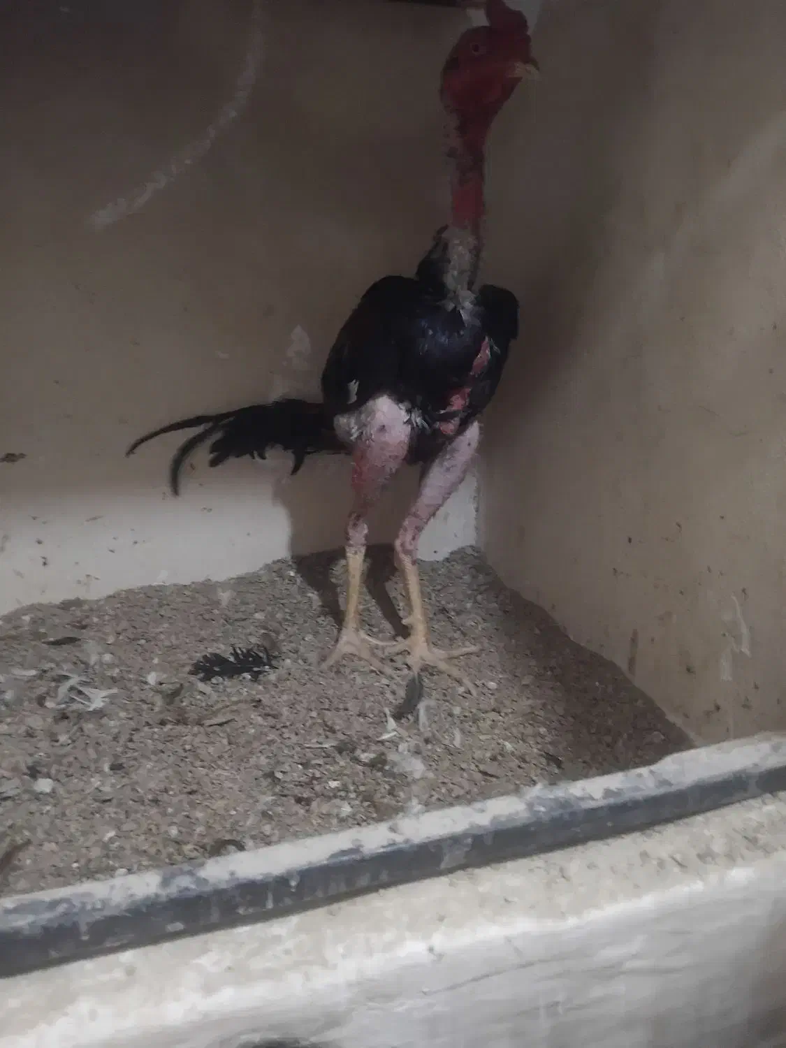 خروس لاری ترک افغان|حیوانات مزرعه|هشتگرد, سعید آباد|دیوار