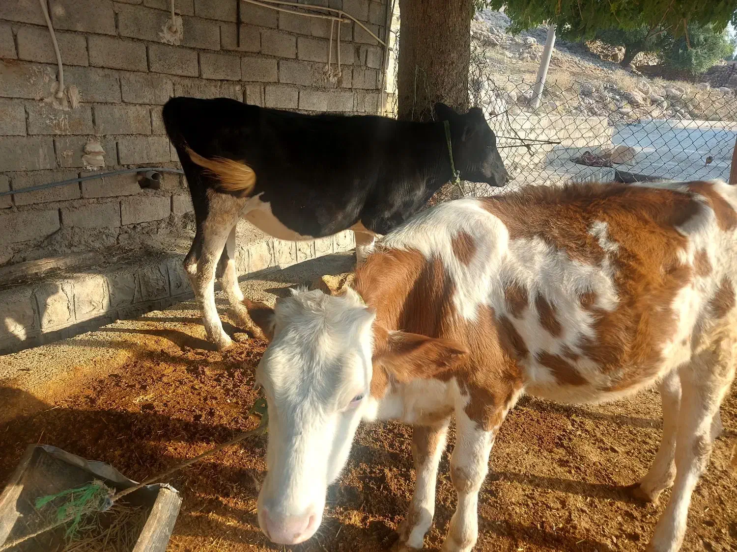 ۲عدد گوساله ماده|حیوانات مزرعه|اندیمشک, |دیوار