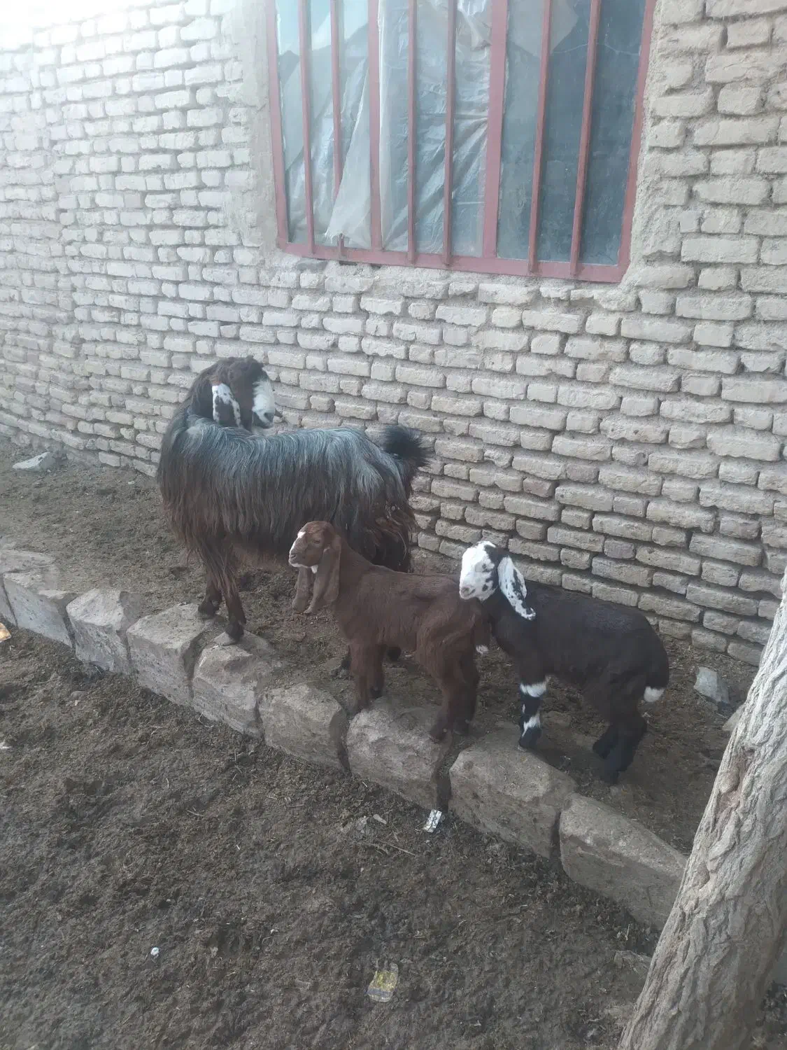 بزکاموری|حیوانات مزرعه|قهستان, |دیوار