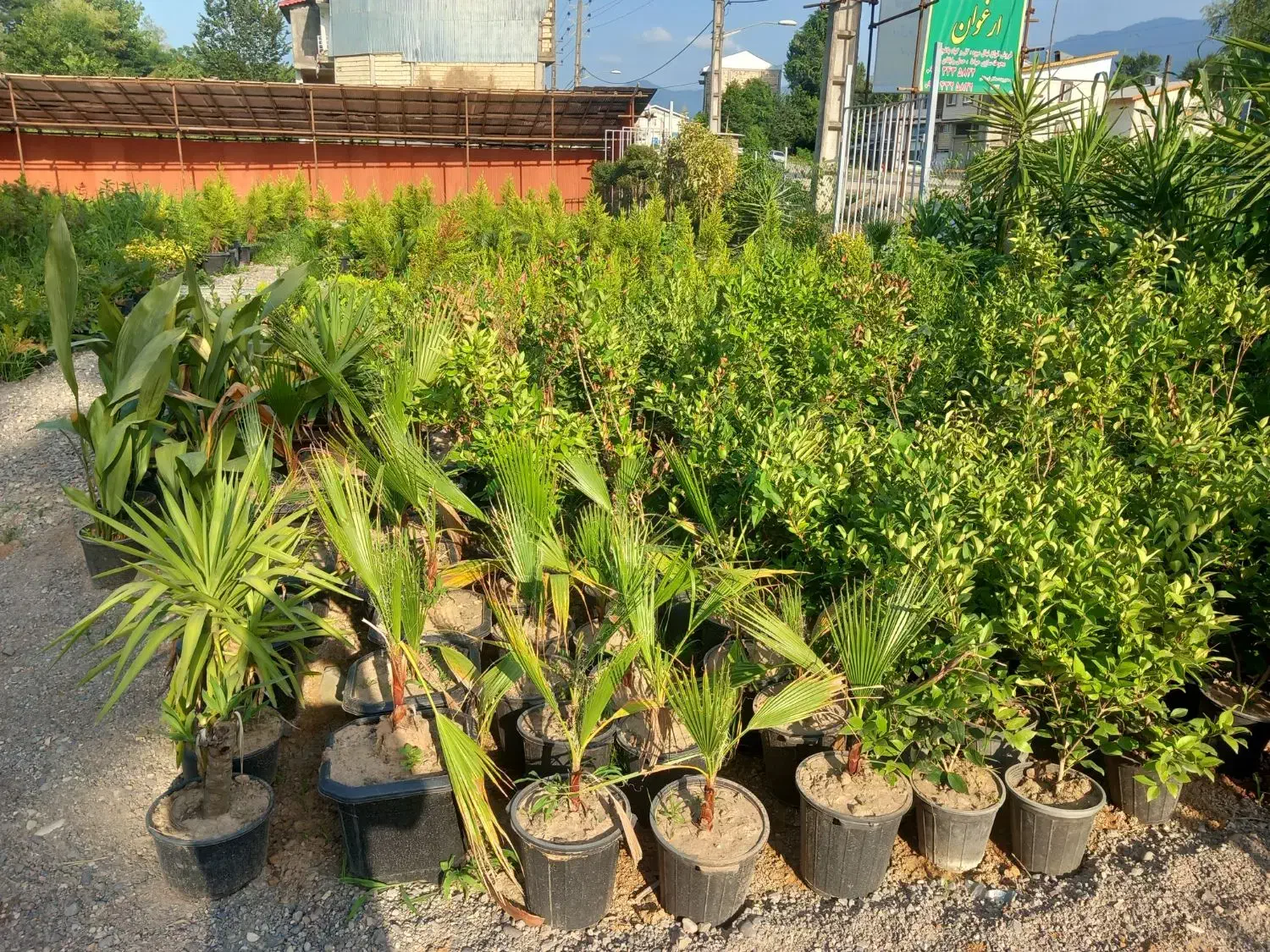 تعغیر شغل گلفروشی جمع اوری نهال|گل و گیاه طبیعی|سیاهکل, |دیوار