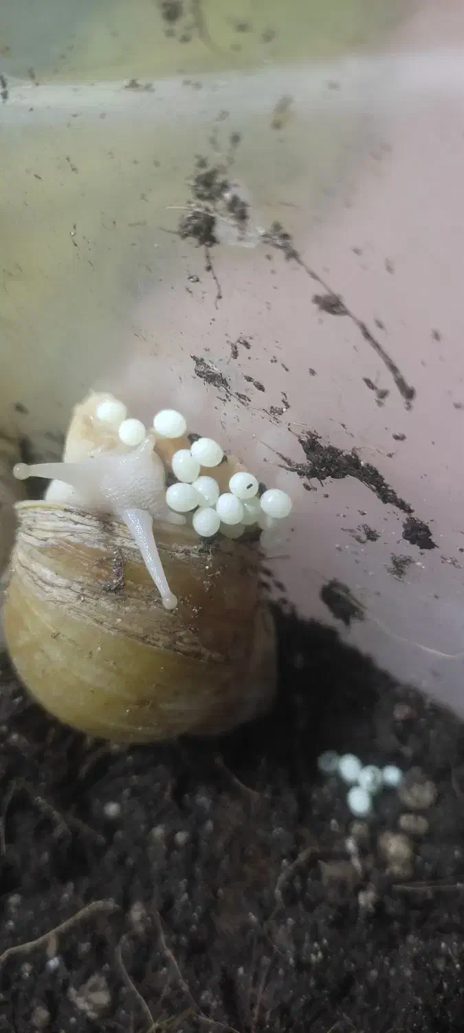 حلزون مولد و خاک مخصوص حلزون و تخم حلزون|خزنده|سنندج, |دیوار