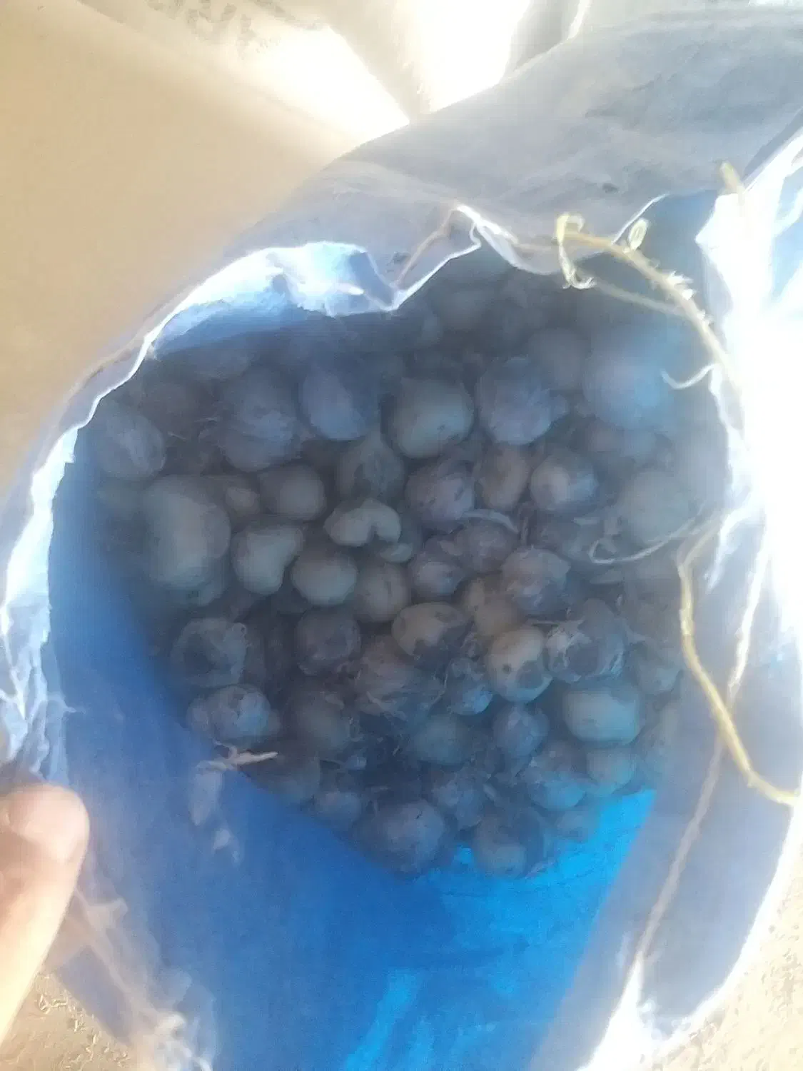 موسیر|گل و گیاه طبیعی|زنده رود, |دیوار