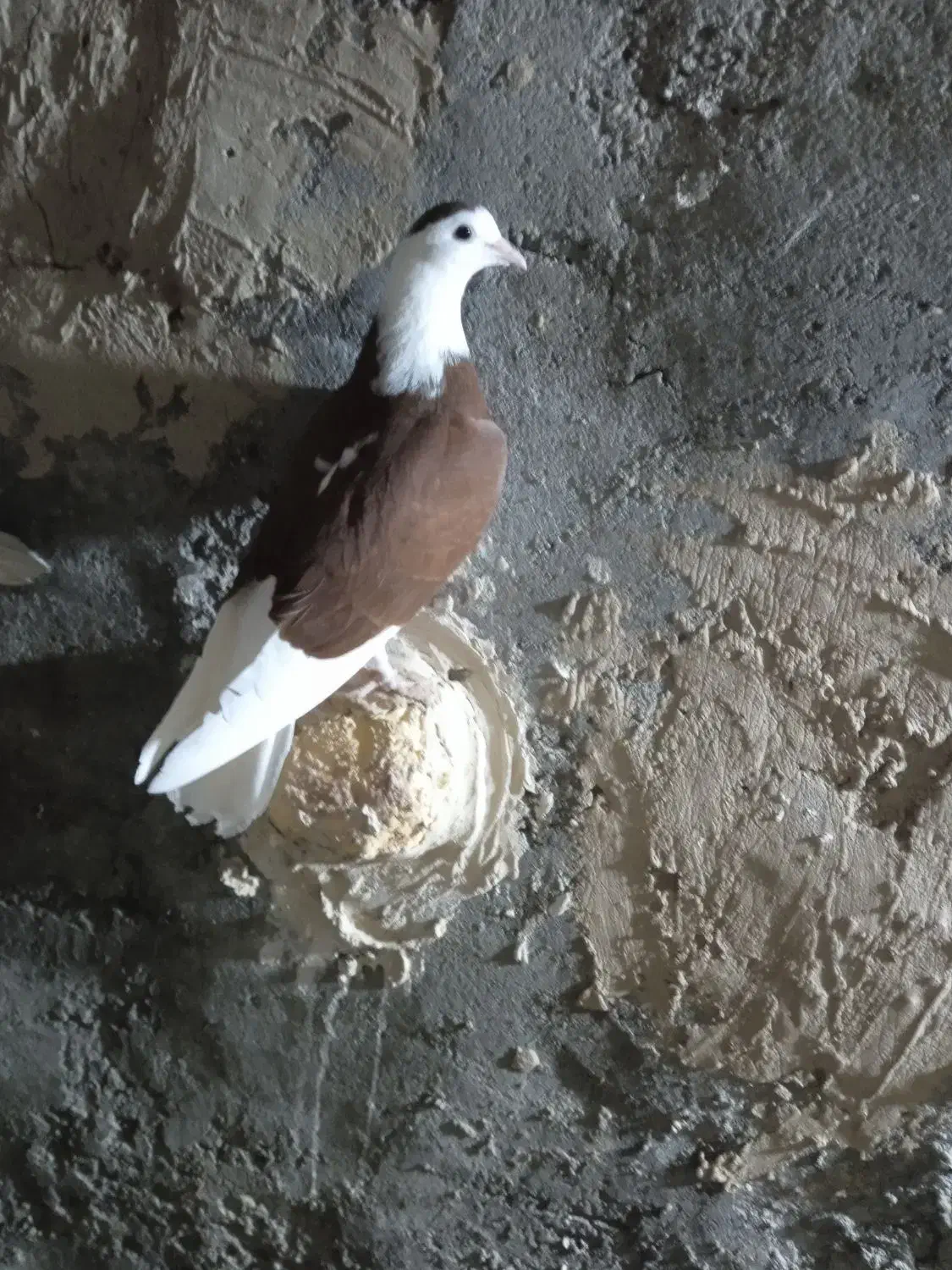 کبوتر شازده|پرنده|جزنیک, |دیوار