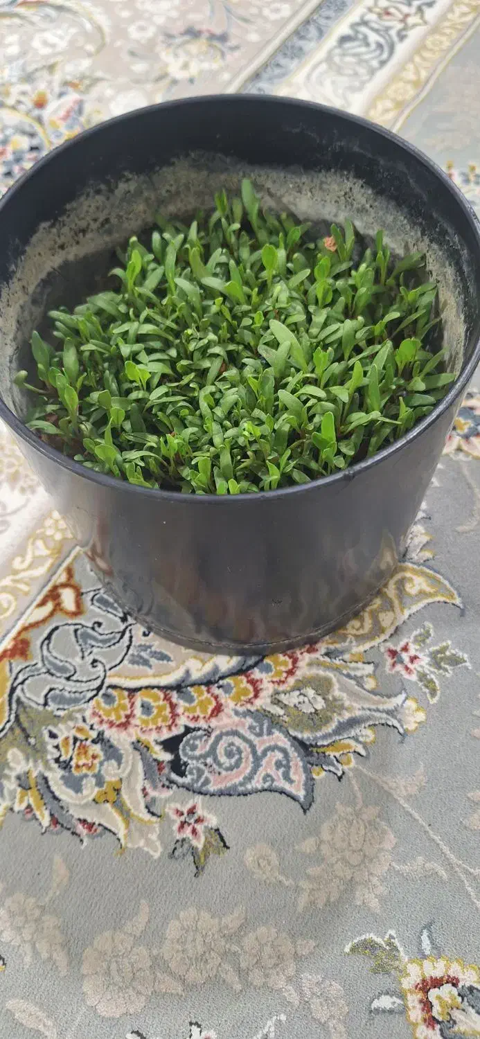 بذر چغندر|عمده‌فروشی|کوهدشت, |دیوار