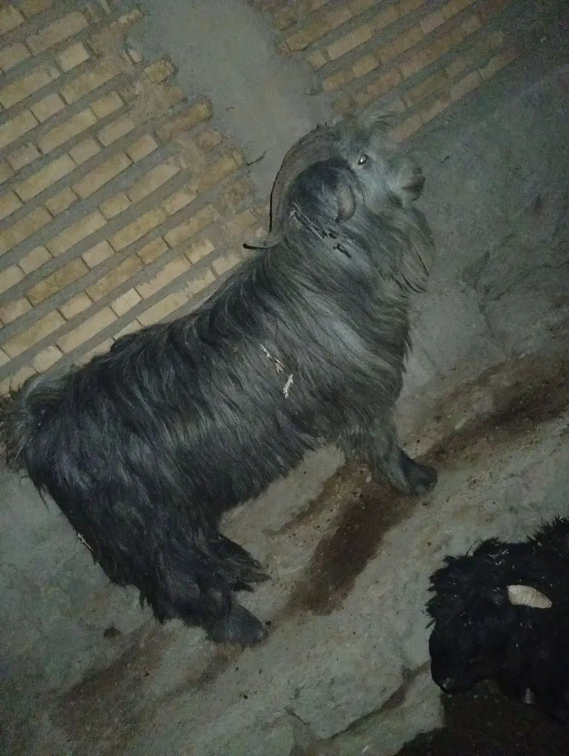 دو بور درجه یک|حیوانات مزرعه|لالی, |دیوار