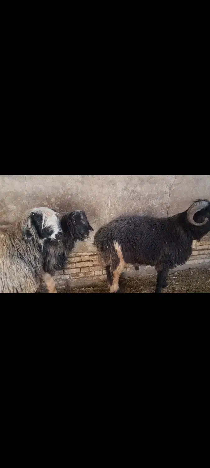 قوچ بختیاری|حیوانات مزرعه|برخوار, |دیوار