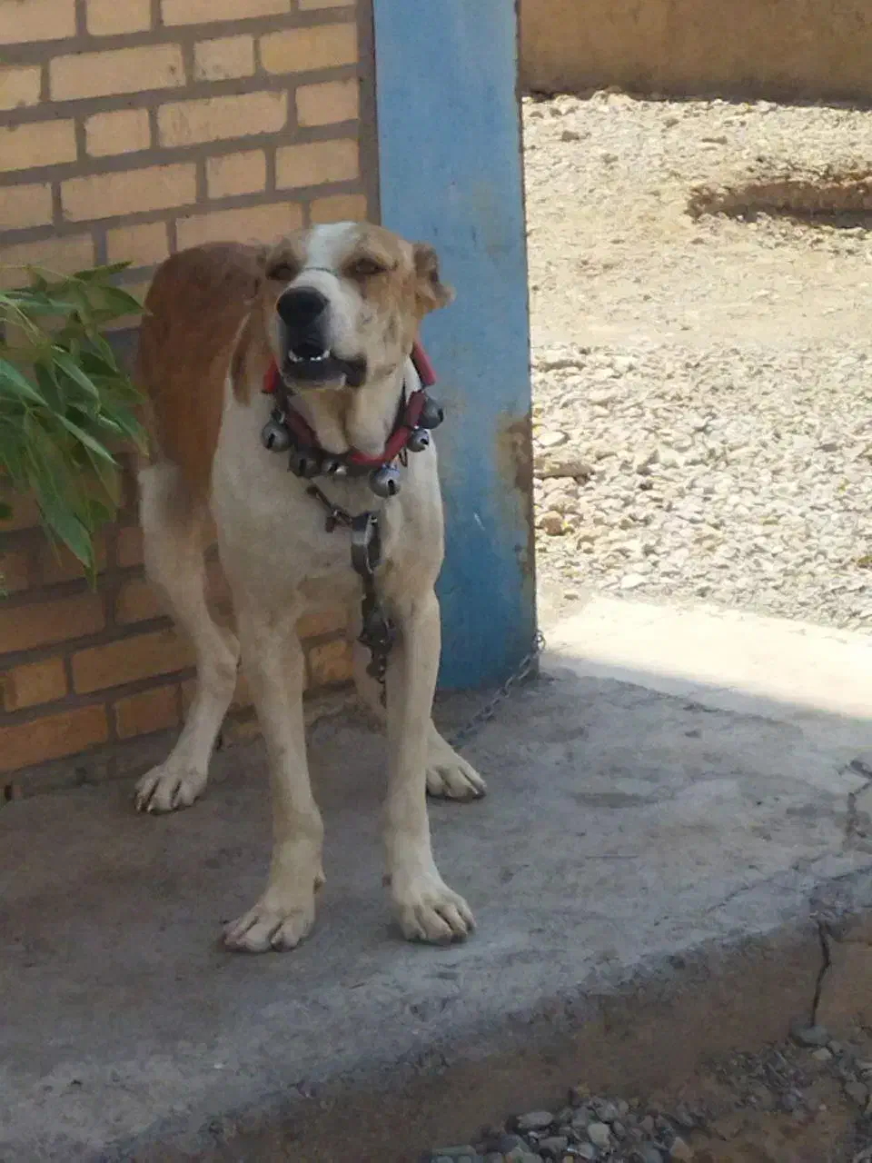 سگ گم شده|حیوانات|تایباد, |دیوار