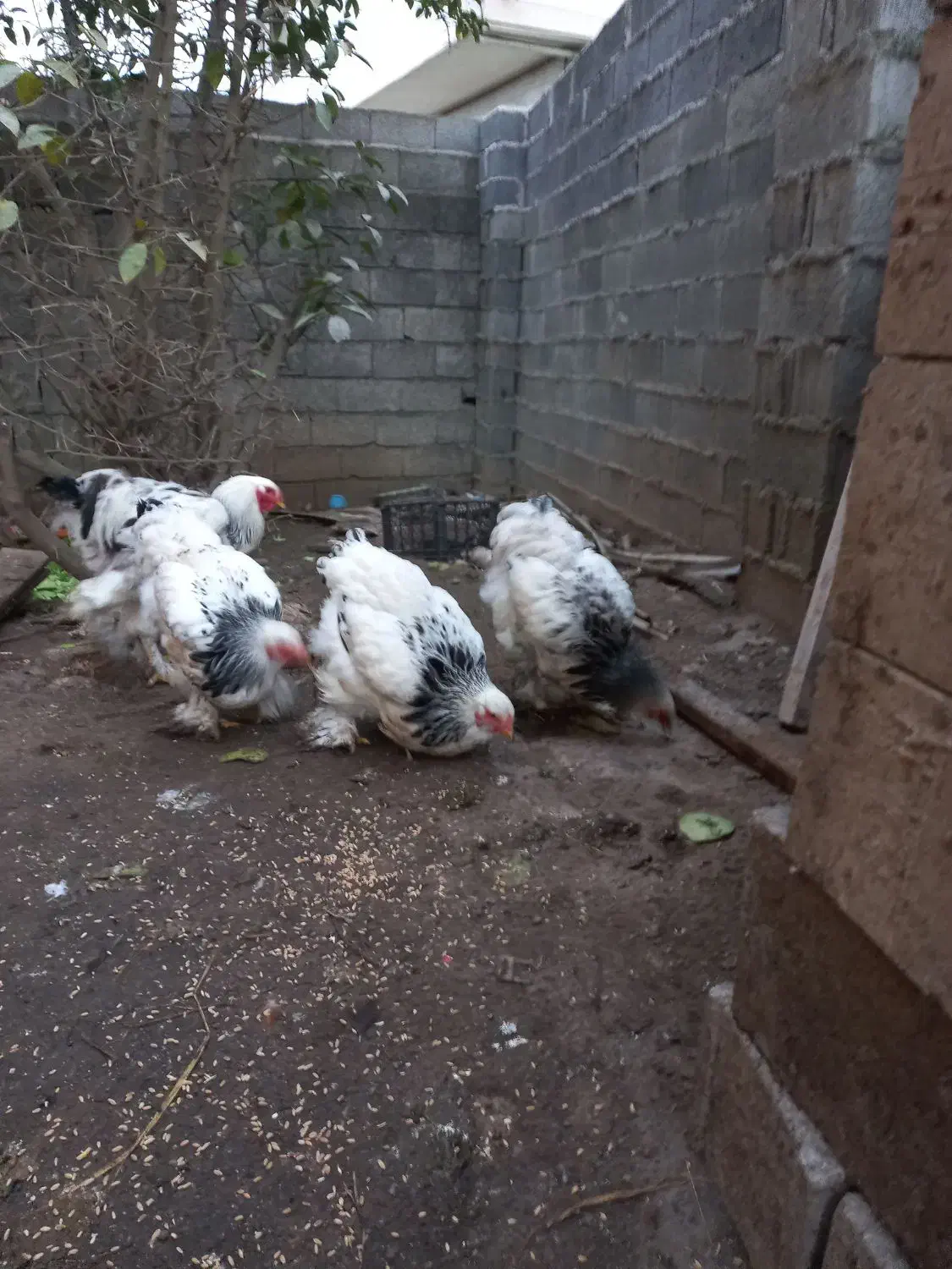 مرغ خروس برهما|حیوانات مزرعه|لاهیجان, لیالستان|دیوار